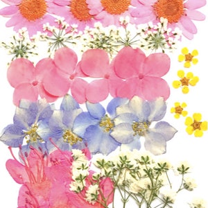 May include: A display of pressed flowers on a white backdrop. The arrangement features pink daisies, pink hydrangea petals, blue flowers, and small yellow and white flowers. The flowers are in different stages of blooming.