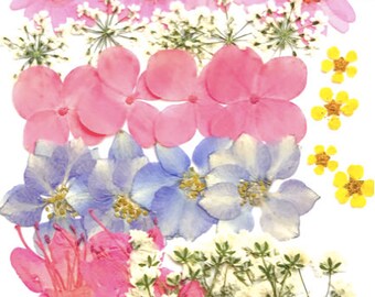 Oh! Quel joli mélange! Fleurs et feuilles de couleurs mixtes Plus de 30 morceaux mélangent des fleurs pressées Valeur pack séché livraison bon marché dans le monde entier
