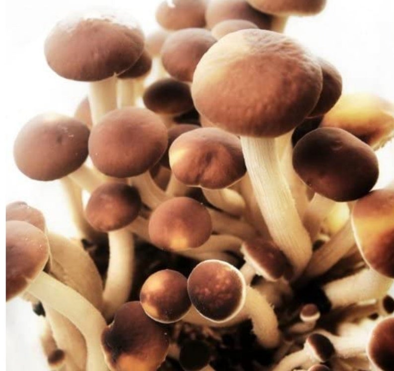 Black poplar mushroom liquid culture. 10cc syringe needleand Etsy