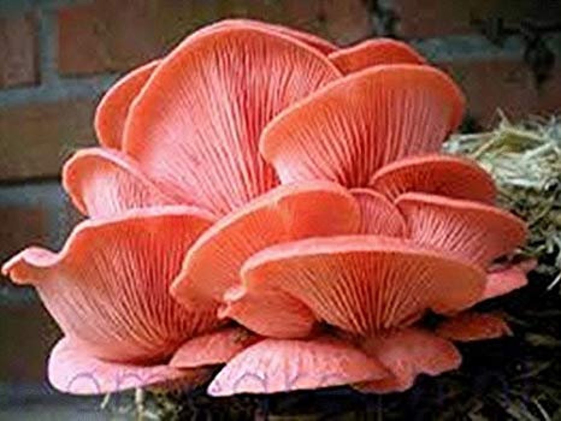 Pink oyster mushroom liquid culture. 10cc syringe needleand Etsy