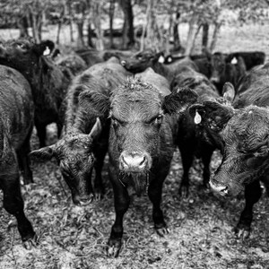 Curious Calves