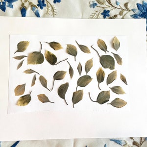 ¡Pétalos de clemátide prensados! ¡Pétalos prensados reales! ¡Bonitos materiales para manualidades! Flores reales