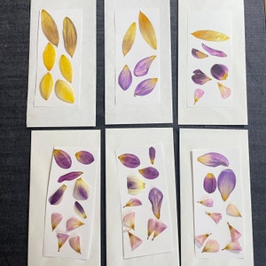 ¡Pétalos de dalia y girasol prensados! ¡Las seis cartas! ¡Mesa de la granja a la artesanía! ¡Vibrantes! ¡Flores preservadas reales!