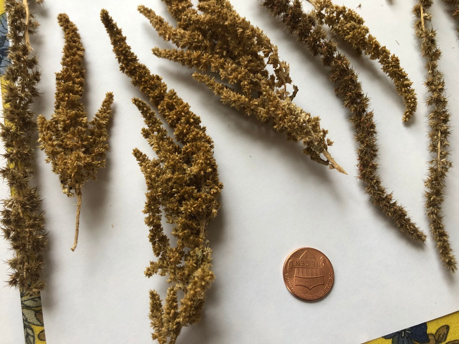 Dried Amaranth for wreath making. Etsy