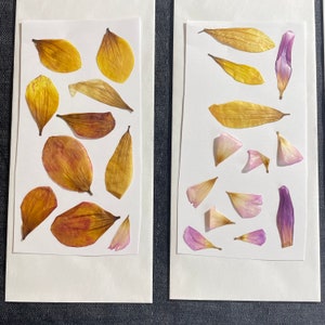 Dahlienblüten gepresst! Alles abgebildet! Echte Blütenblätter! Gepresste Blumen für Resin Crafts! Sonderpreis!  Rosa,rote,gelbe, lila Blütenblätter!