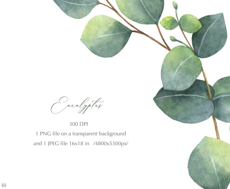 Eukalyptus Sorten Bilder: Entdecke die Welt der Eukalyptus-Arten mit deinen eigenen Zeichnungen!