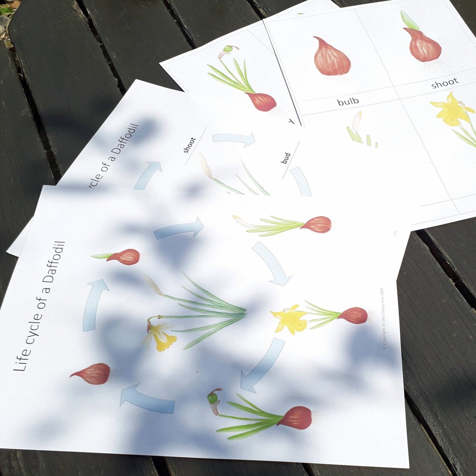 Daffodil Life Cycle PDF Etsy