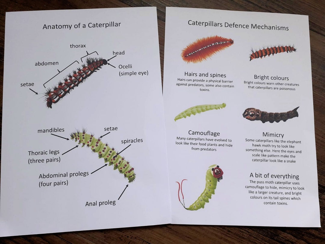 Caterpillar Anatomy Poster PDF print Etsy
