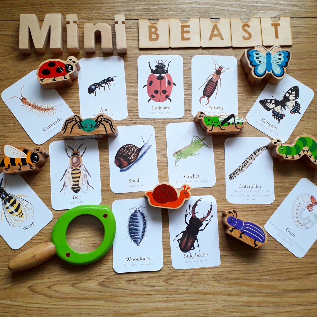 Updated Minibeast Flashcards PDF Etsy