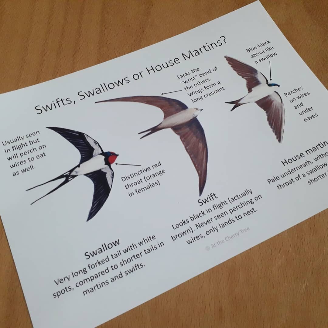 Swifts Swallows or House Martins PDF Etsy