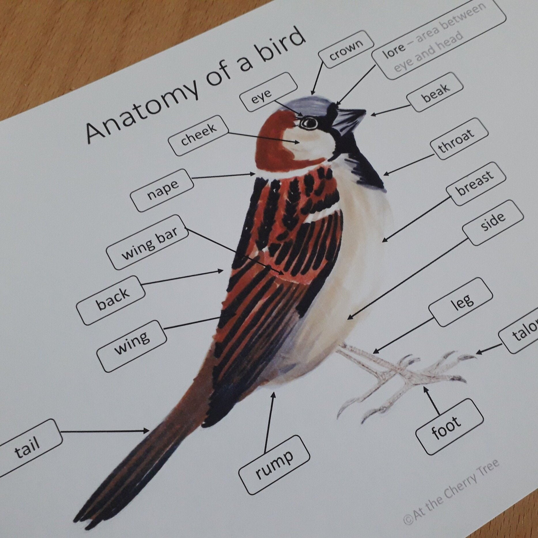 Bird Anatomy Poster PDF - Etsy