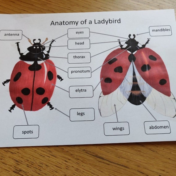 Ladybird Anatomy Poster PDF Etsy Australia