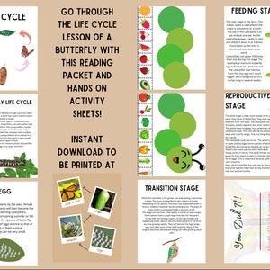 Metamorphosis Lebenszyklus Schmetterling druckbare Paket download