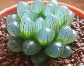 MIXED RARE succulent Haworthia seeds unique