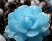 RARE blue Lotus succulent seeds