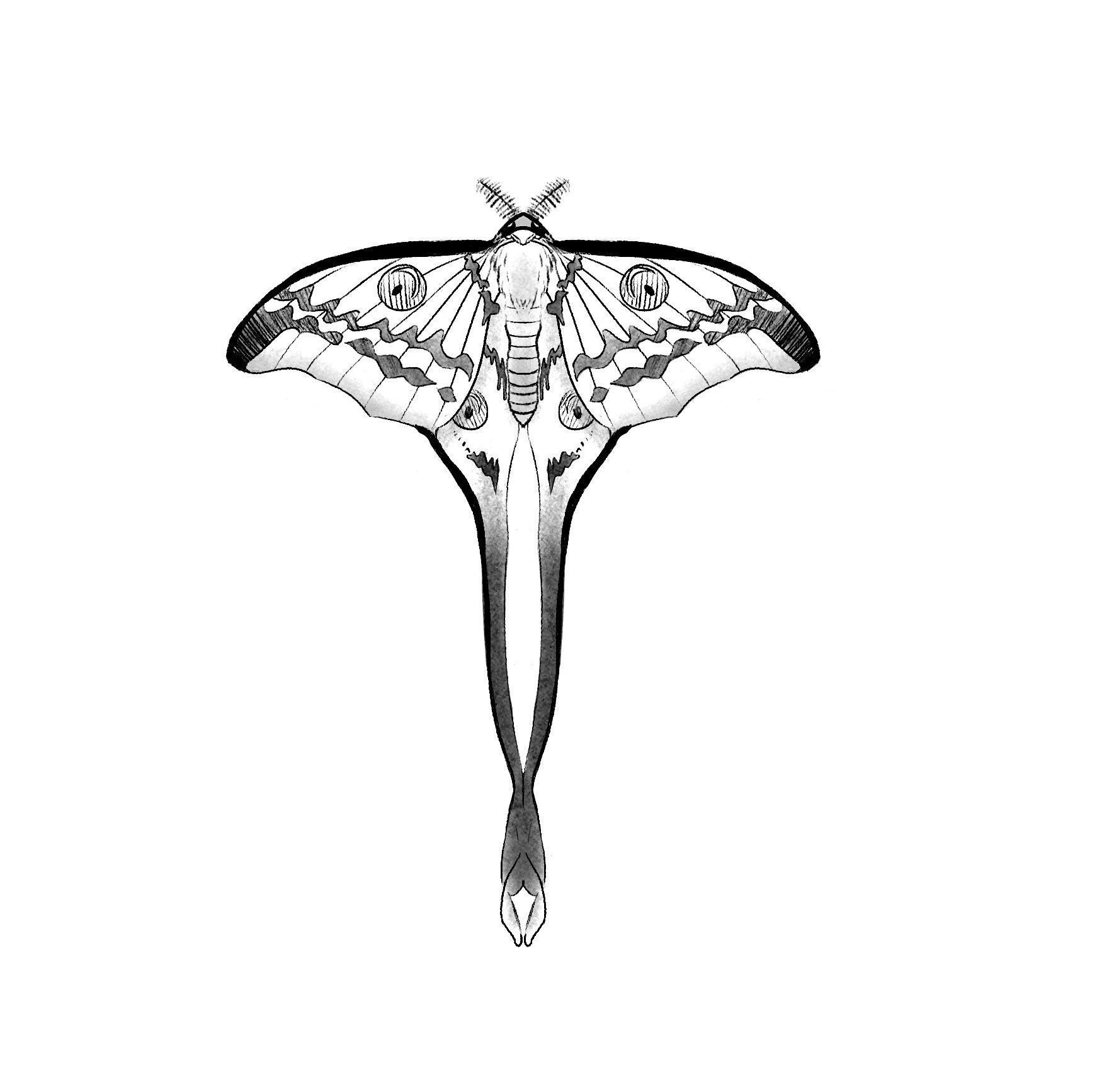 Comet Moth Tattoo Ticket Design Insect Luna Butterfly Witch - Etsy Ireland