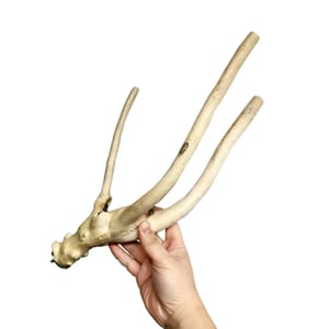 X-Large Multi Branch Natural Wood Parrot Perch