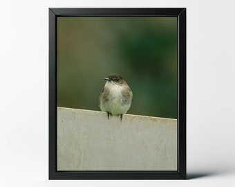 Eastern Phoebe Bird Photo Print | Nature Wall Decor