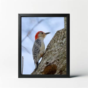 Red Bellied Woodpecker Blue Sky Print | Red Bellied Woodpecker Blue Sky Photo | Woodpecker Wall Decor | Woodpecker Wall Art | Bird Photo