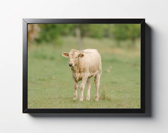 Tan Cow Calf Photograph | Farmhouse Wall Art