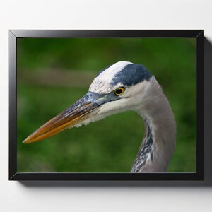 Great Blue Heron Headshot Print | Great Blue Heron Photo | Great Blue Heron Wall Decor | Great Blue Heron Wall Art | Sea Bird Photo