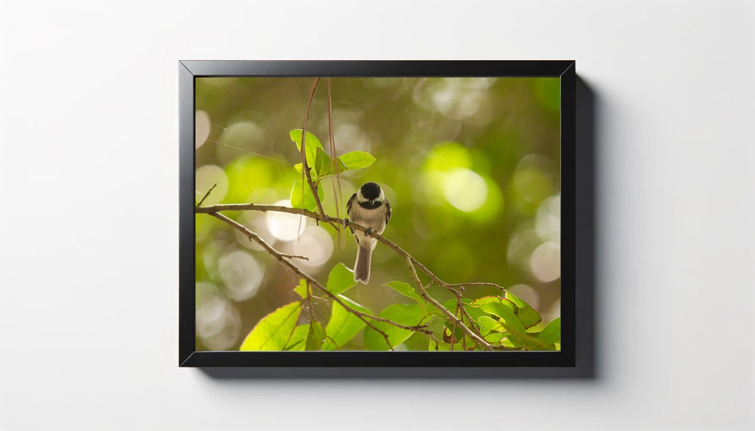 Black-capped Chickadee Perched Photo Print | Bird Wall Decor - Etsy