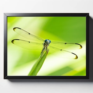 Dragonfly Front View Print