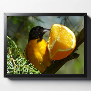 Baltimore Oriole Print | Baltimore Oriole Photo | Baltimore Oriole Wall Art | Baltimore Oriole Wall Decor | Bird Print | Bird Photo