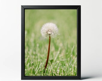 Dandelion Seed Head Photo Print | Nature Wall Art
