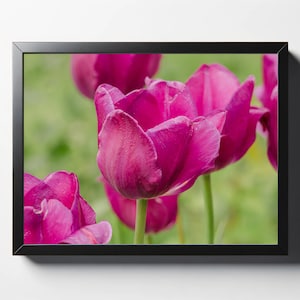 Pink Tulips Close Up Print | Tulips Photo | Flower Photo | Nature Print | Nature Photo