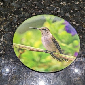 Perched Hummingbird Melamine Plate 8 inch
