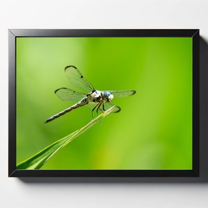 Dragonfly Side View Print