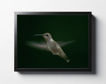 Hovering Hummingbird Photography Print | Wildlife Decor