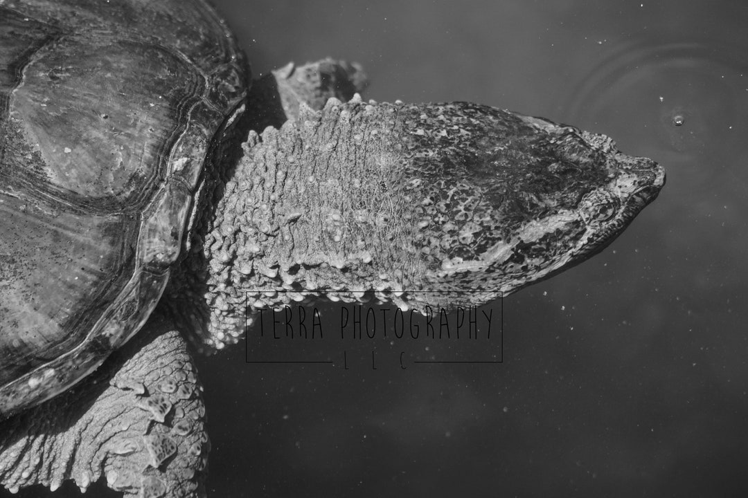 Snapping Turtle Black and White Print Turtle Black and White Etsy