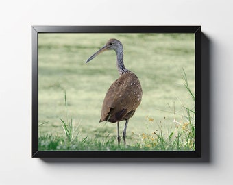 Limpkin Looking Back Print | Limpkin Photo | Florida Birds Wall Art | Florida Birds Wall Decor | Bird Print | Wildlife Print