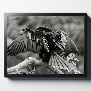 May include: Black and white framed photograph of a bird with outstretched wings, perched on a tree branch. The bird's feathers are detailed, and the background is blurred, creating a sense of depth. The frame is black.