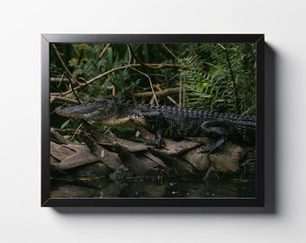 Zonnen alligator fotografie print | Muurkunst natuur