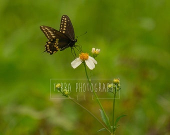 Black Swallowtail on White Flower Butterfly Print | Butterfly Wall Art | Butterfly Wall Decor | Butterfly Print