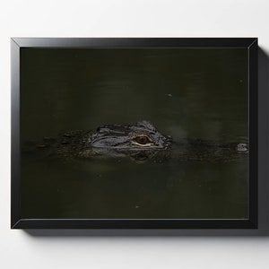 Small Gator Print | Alligator Decor | Gator Photography | Nature Photo | Wildlife Photo