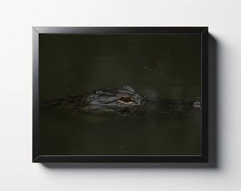 Alligator fotografie print | Natuurfoto in het wild