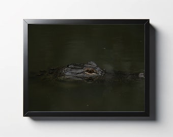 Small Gator Print | Alligator Decor | Gator Photography | Nature Photo | Wildlife Photo