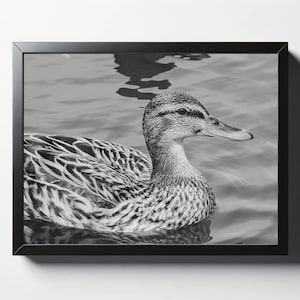 Mallard Duck Black and White Print | Mallard Duck Black and White Photo | Bird Wall Art | Bird Wall Decor | Bird Print | Animal Photo