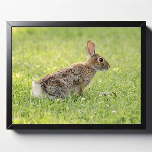 Cute Bunny Print | Bunny Decor | Animal Decor