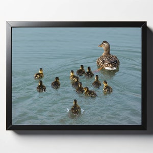 Mallard Duck with Ducklings Print | Mallard Duck with Ducklings Photo | Duck Wall Art | Duck Wall Decor | Nursery Print | Nature Print