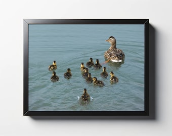 Mallard Duck with Ducklings Photo Print | Fine Art Wildlife Print