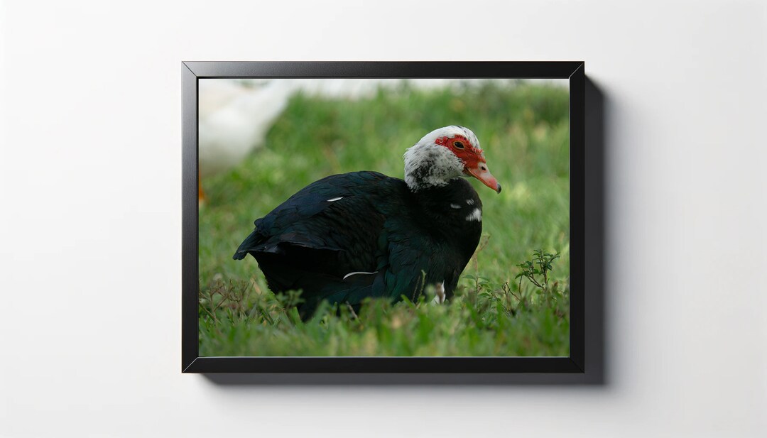 Muscovy Duck Print | Duck Decor | Duck Photography | Nature Print - Etsy