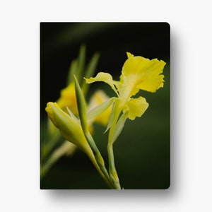 May include: A close-up of a yellow canna lily flower with green leaves against a dark background.