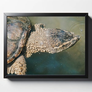 Snapping Turtle Photo Print | Nature Wall Art - Etsy