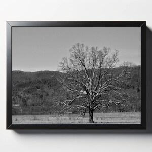 Lone Tree Print | Lone Tree Photo | Black and White Print | Black and White Photo