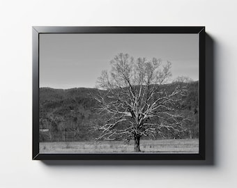 Monochrome Lone Tree Photo | Fine Art Black and White Print